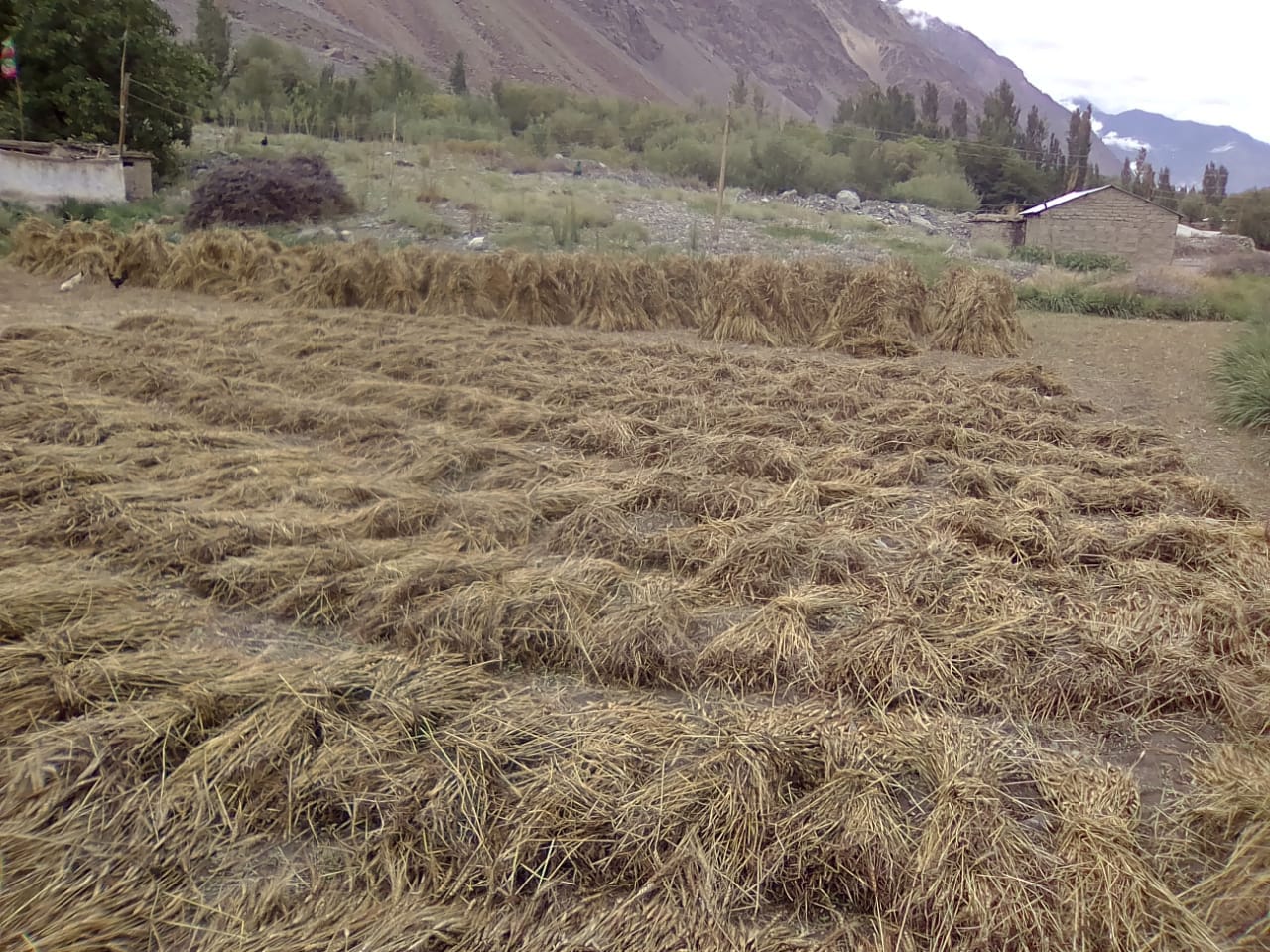 chitraltimes wheat crop destroyed by flood in upper chitral 4