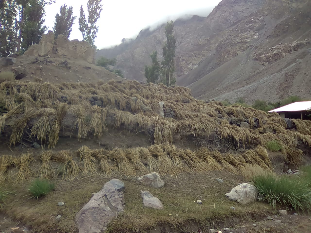 chitraltimes wheat crop destroyed by flood in upper chitral 5
