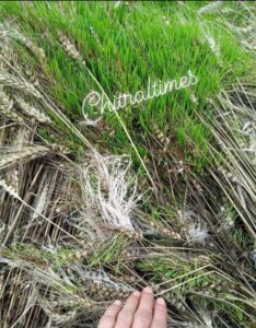 chitraltimes wheat crop destroyed uper chitral