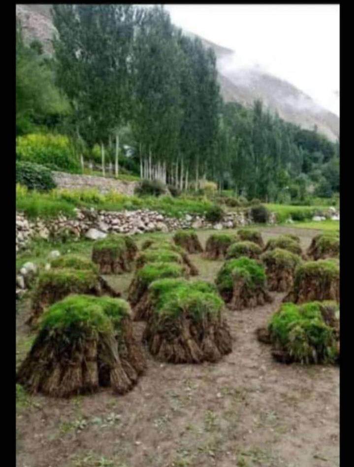 chitraltimes wheat crop distroyed by flood and continue rain in upper chitral1