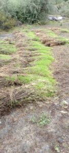 chitraltimes wheat crop distroyed by flood and continue rain in upper chitral6