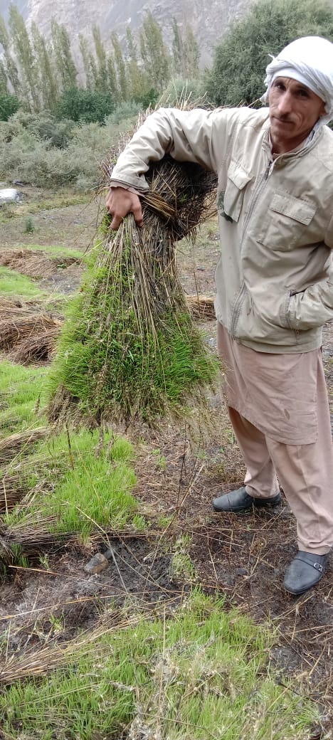 chitraltimes wheat crop distroyed by flood and continue rain in upper chitral8