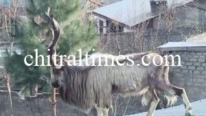 chitralt markhor in residential are 1 2