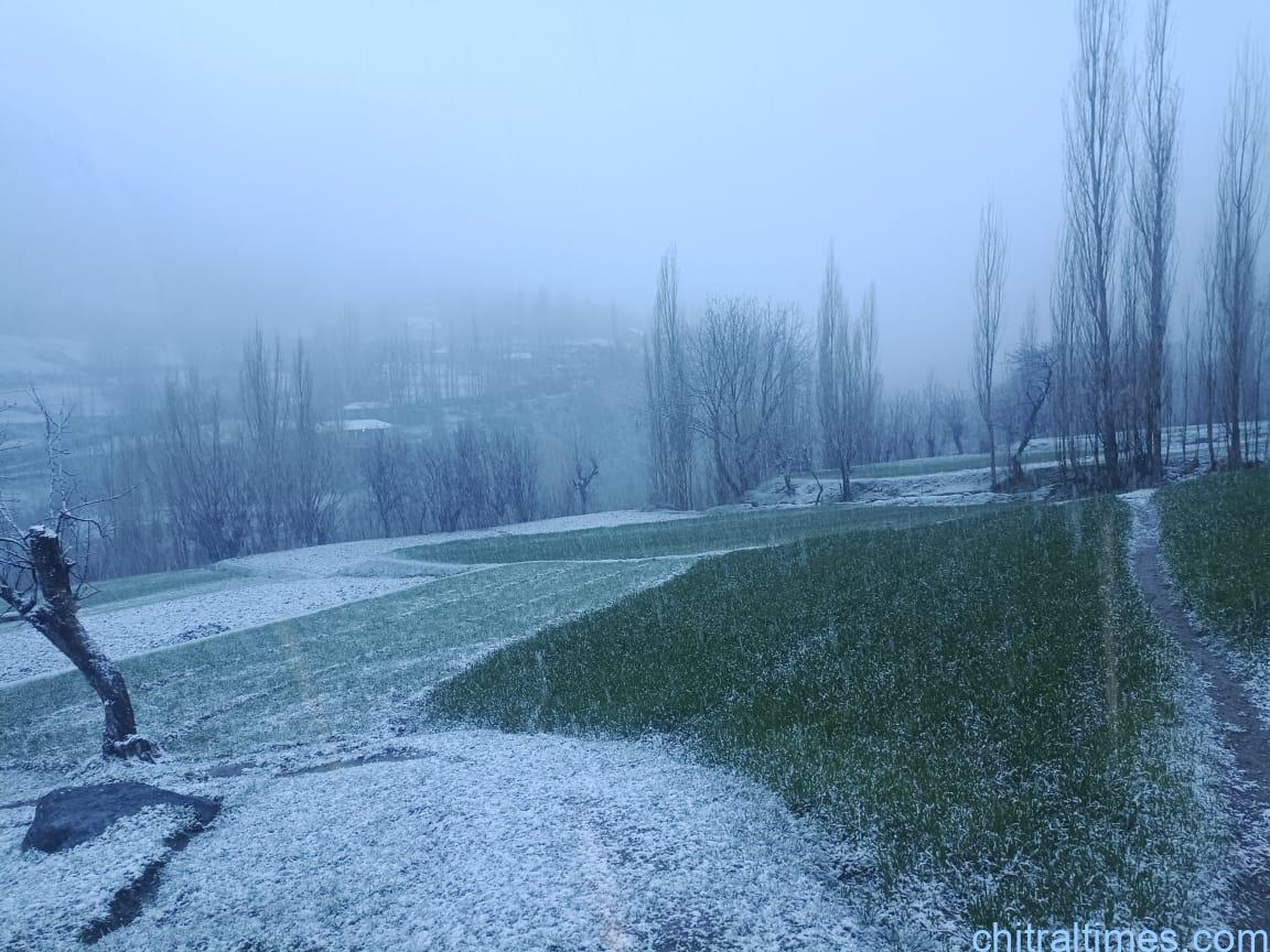 chitraltimes snowfall in terich upper chitral april 2023