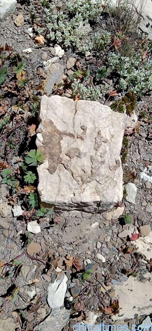 discoveries of fossils and ancient engraved stones in upper chitral 10