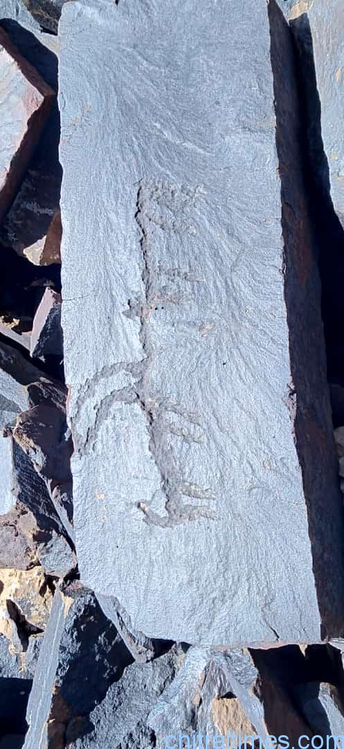discoveries of fossils and ancient engraved stones in upper chitral 11