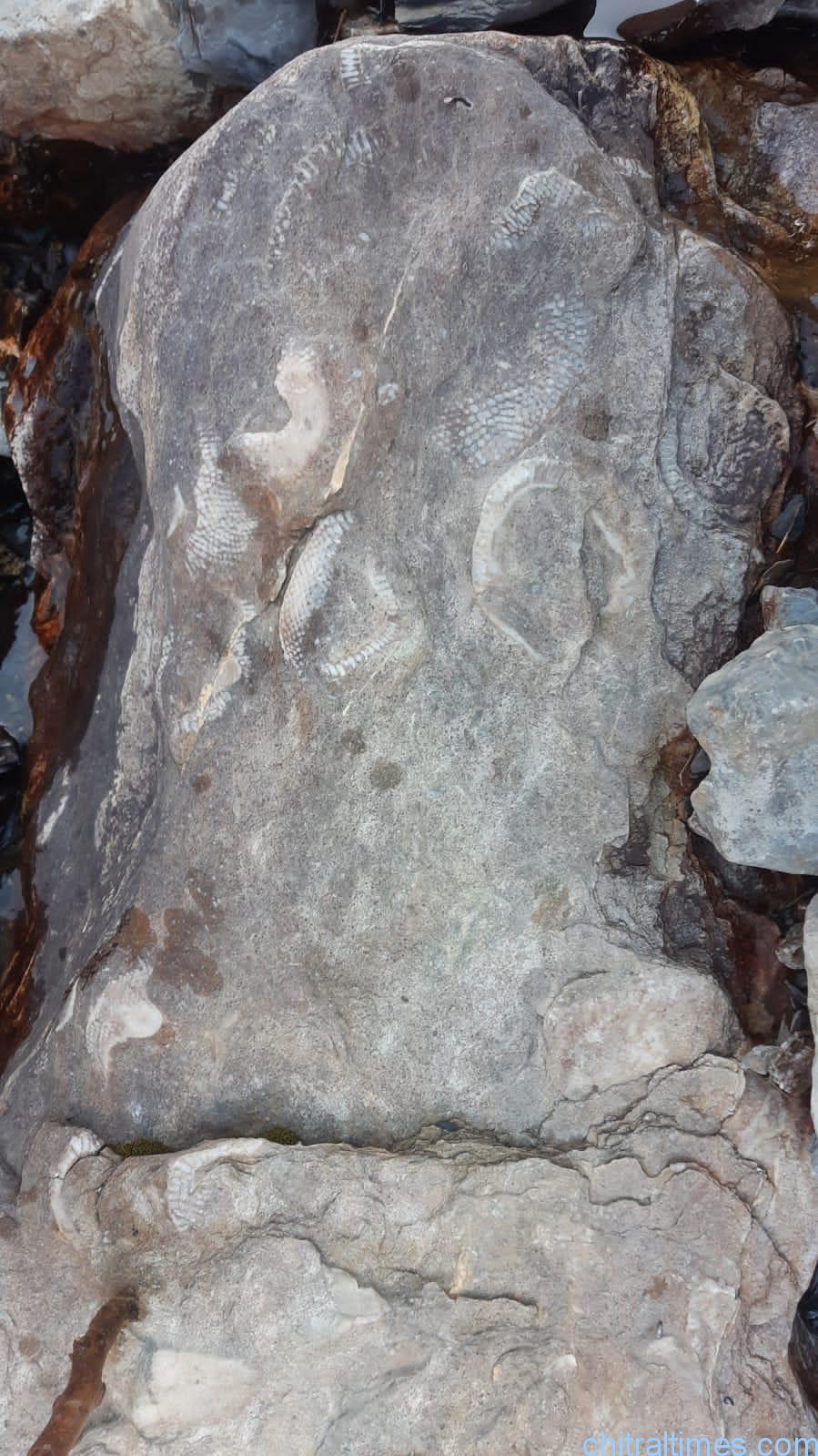 discoveries of fossils and ancient engraved stones in upper chitral 12