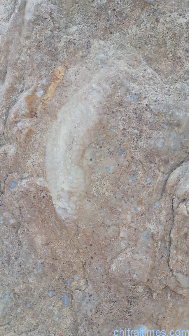 discoveries of fossils and ancient engraved stones in upper chitral 2