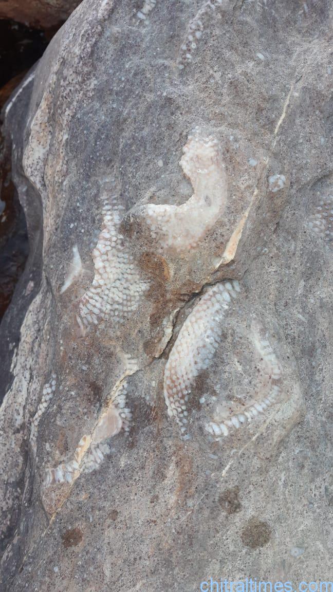 discoveries of fossils and ancient engraved stones in upper chitral 3