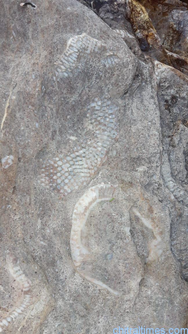 discoveries of fossils and ancient engraved stones in upper chitral 4