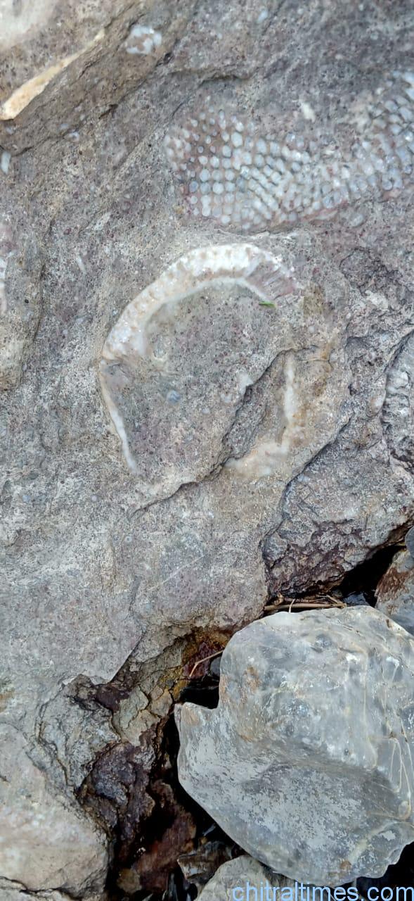 discoveries of fossils and ancient engraved stones in upper chitral 9