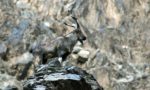 Markhor hunting