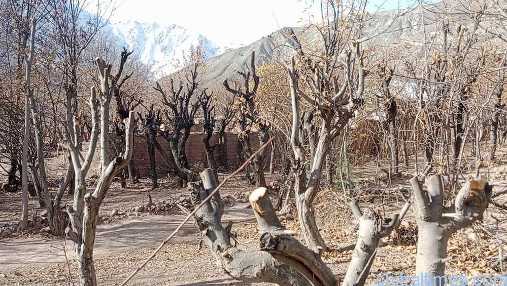 chitraltimes parwak water shortage upper chitral saifen irrigation 3