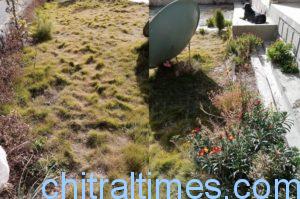 chitraltimes climate change flower backet grass 1