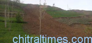 chitraltimes Torrential rains affect wheat crop flood