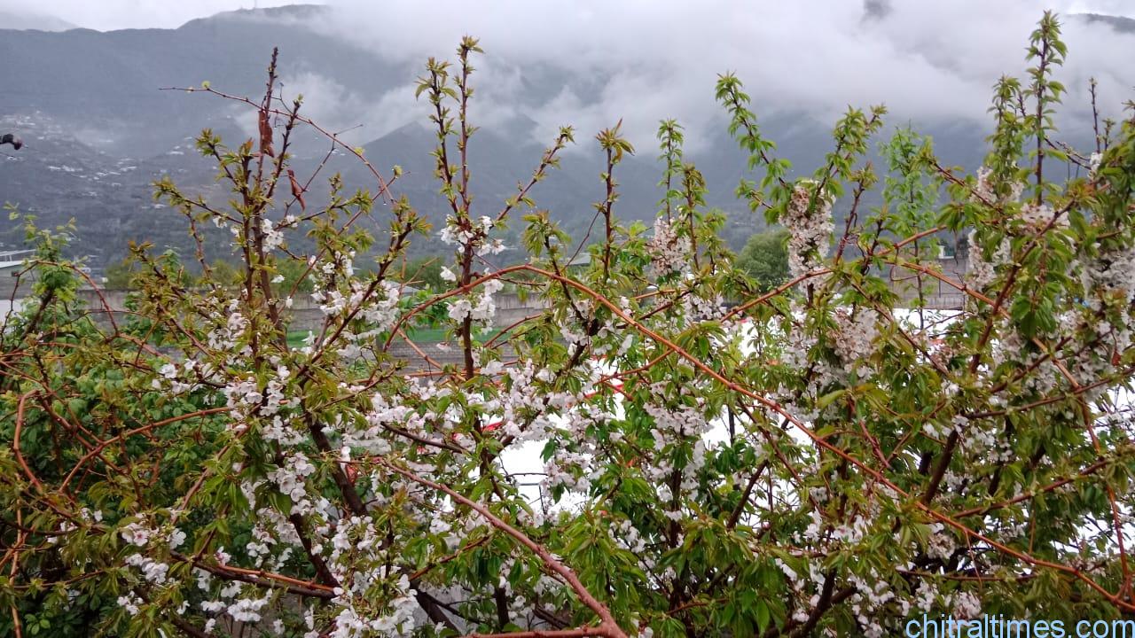 chitraltimes chitral weahter rain blossom