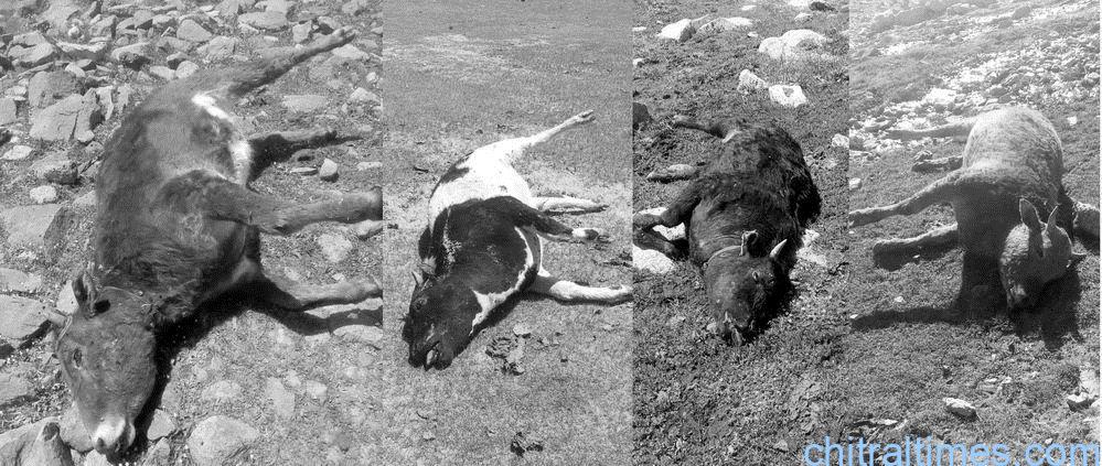chitraltimes after shandur festival several livestock killed