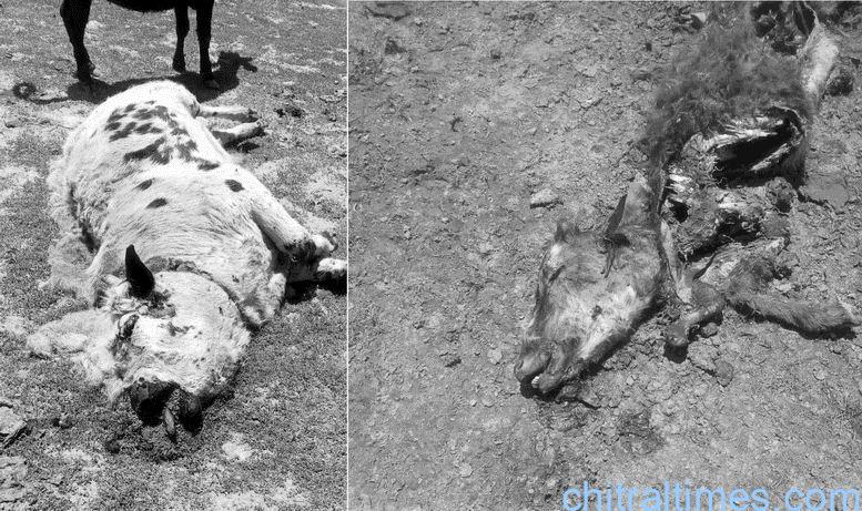 chitraltimes after shandur festival several livestock killed 2