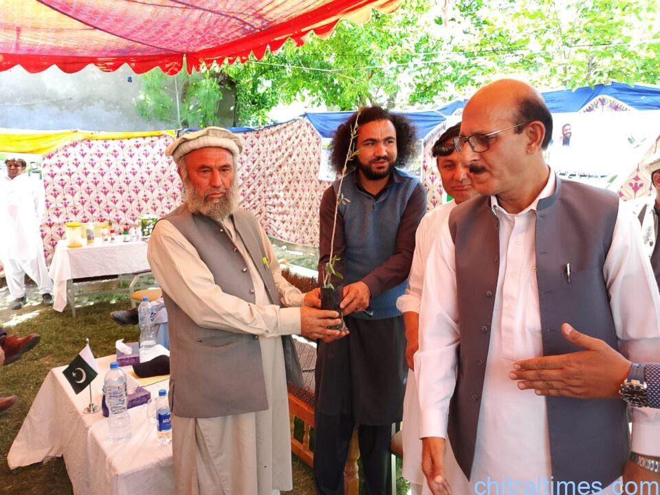chitraltimes agricultue upper chitral olive plantation 8