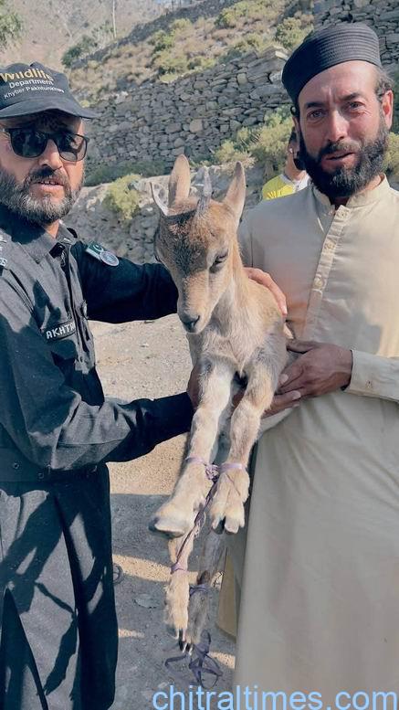 chitraltimes dfo forest giving away prize to a local person who rescued the markhor child 3
