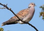 chitraltimes dove fakhta hunt permit