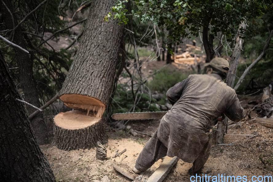 چترال میں ٹمبر مافیا کے خلاف بڑے کریک ڈاؤن کا فیصلہ، 11 افراد کی گرفتاری کا حکم