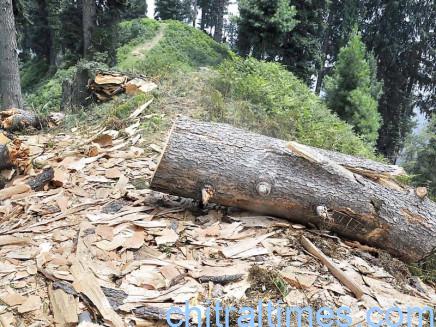 chitraltimes forest cutting arndu 2