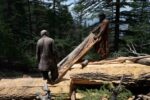 chitraltimes forest cutting arndu 3