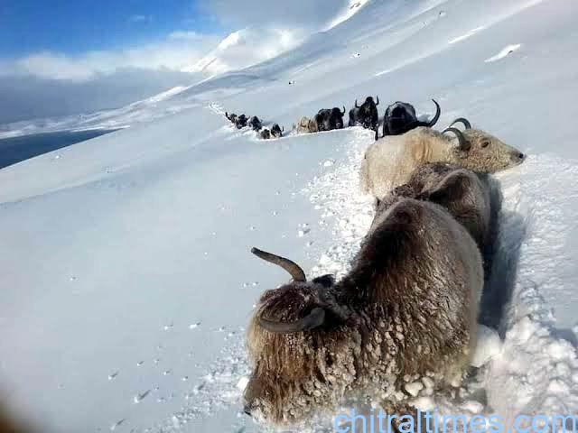chitraltimes khushgaw yak zogh laspur and broghil 2