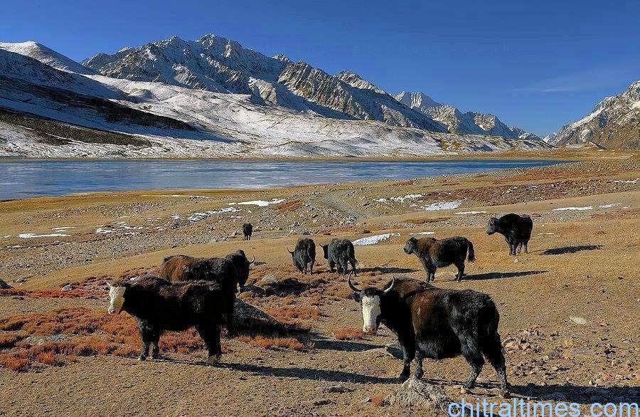 chitraltimes khushgaw yak zogh laspur and broghil 3