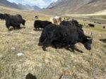 chitraltimes khushgaw yak zogh laspur and broghil 4