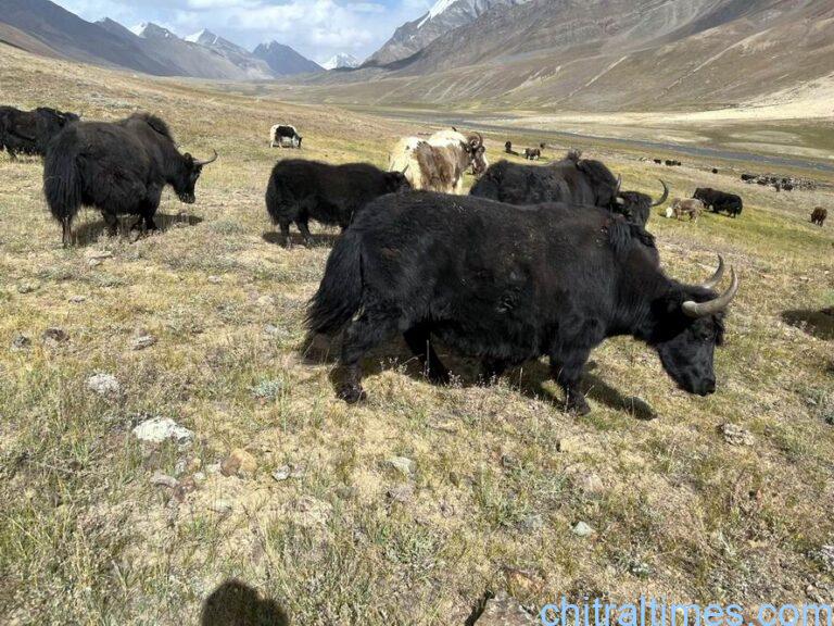 chitraltimes khushgaw yak zogh laspur and broghil 4