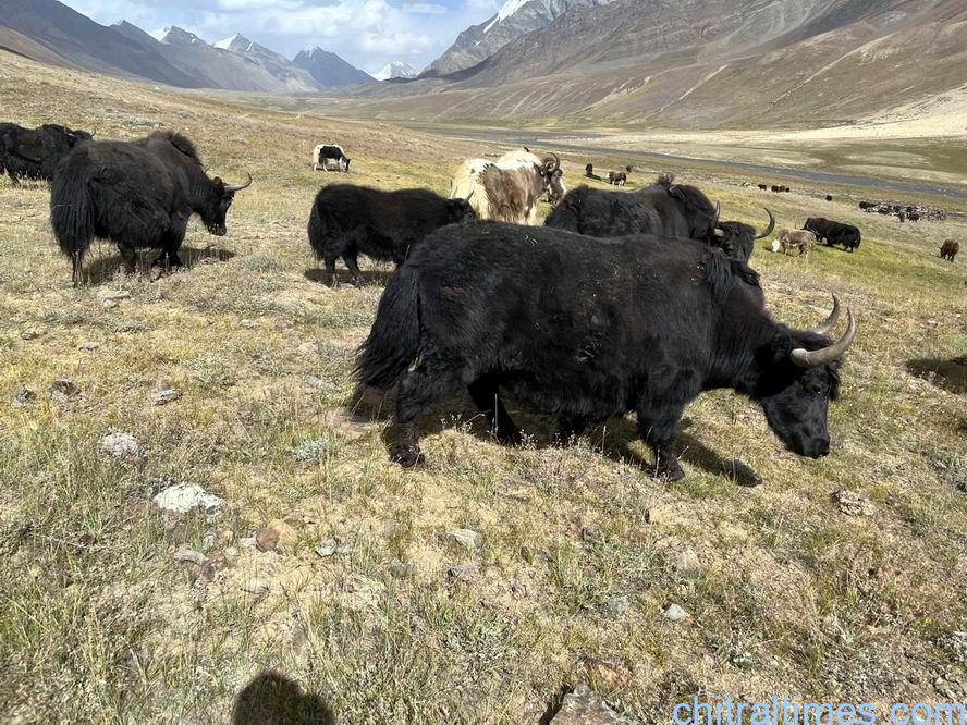 chitraltimes khushgaw yak zogh laspur and broghil 4