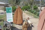 chitraltimes king salman relief goat distribution completed 6
