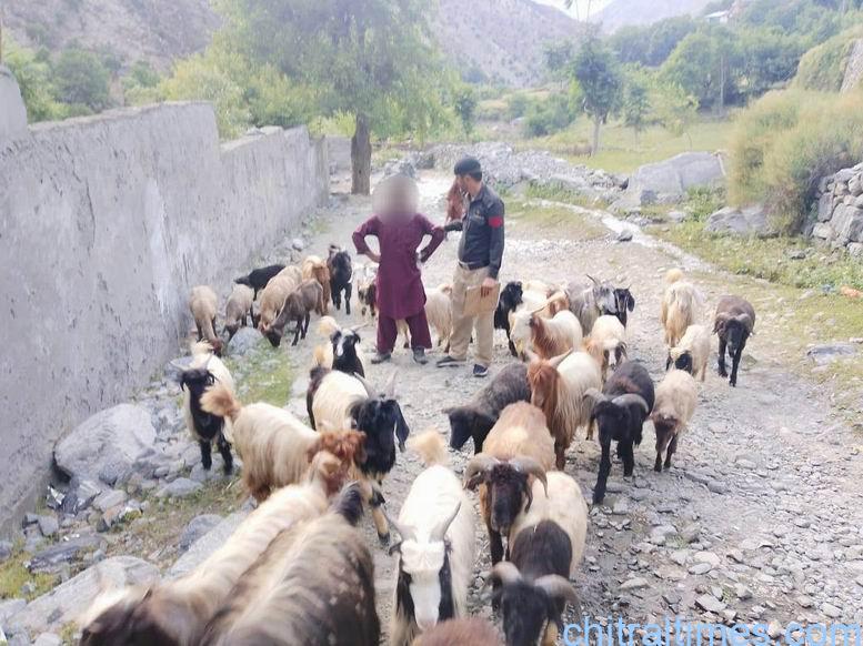 chitraltimes lower chitral police foil attempt to smuggle large number of livestock to down districts 2