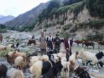 chitraltimes lower chitral police foil attempt to smuggle large number of livestock to down districts 3