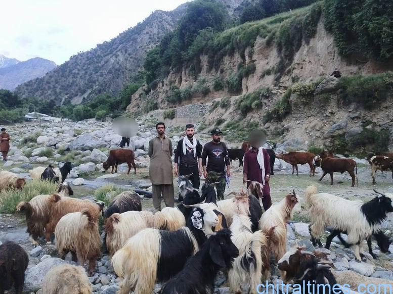 chitraltimes lower chitral police foil attempt to smuggle large number of livestock to down districts 3