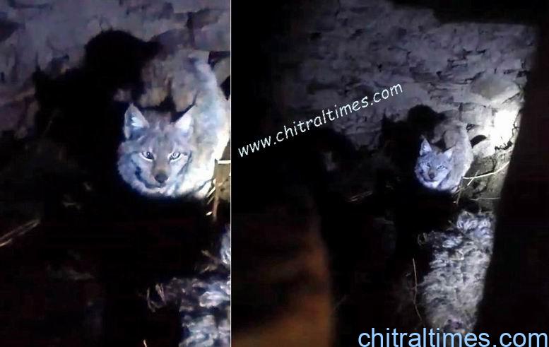 chitraltimes lynex attacked on cattle in karimabad chitral