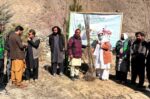chitraltimes plantation campaign upper chitral 1