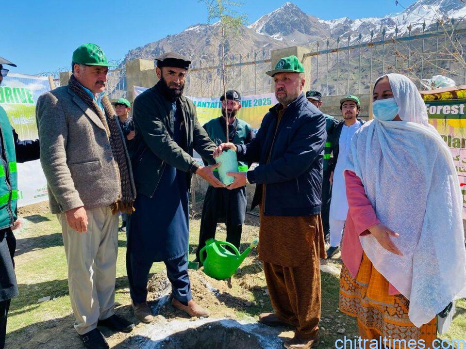 chitraltimes plantation campaign upper chitral under forest department 3