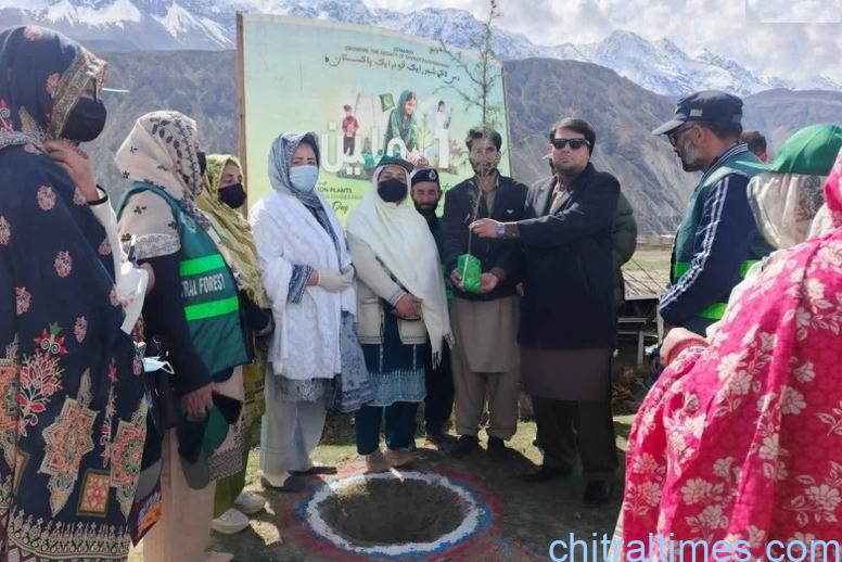chitraltimes plantation drive upper chitral 1