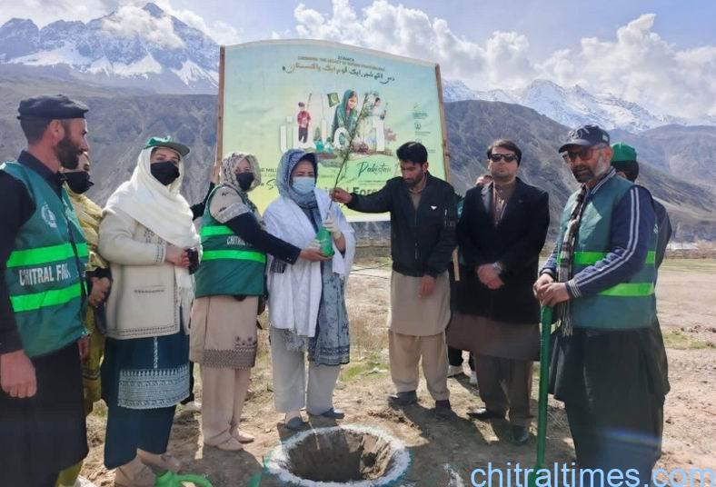 chitraltimes plantation drive upper chitral 3