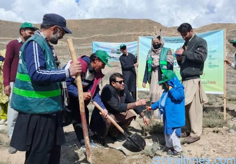 chitraltimes plantation drive upper chitral2