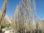 chitraltimes safida ka darakht tree yarkhoon valley 2