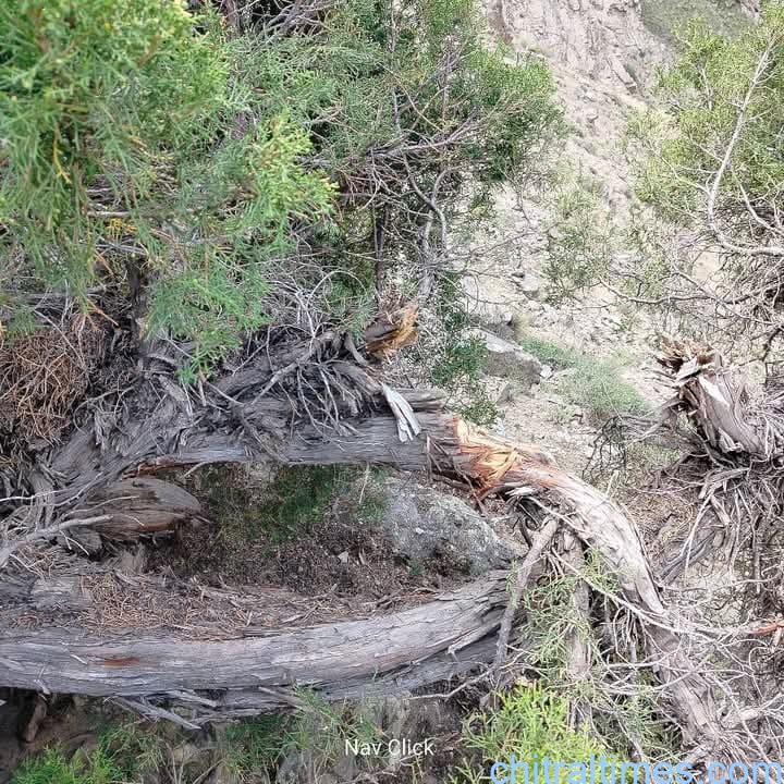 chitraltimes sanober trees saroz forest cutting Sonoghor upper Chitral 1
