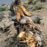 chitraltimes sanober trees saroz forest cutting Sonoghor upper Chitral 2