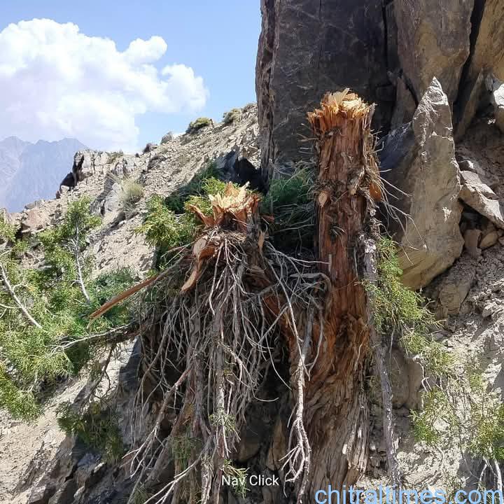 chitraltimes sanober trees saroz forest cutting Sonoghor upper Chitral 4