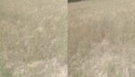 chitraltimes water shortage attani ayun irrigation channel damaged