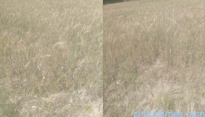 chitraltimes water shortage attani ayun irrigation channel damaged