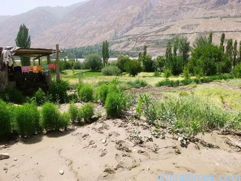 chitraltimes yarkhoon valley flash flood hit houses damaged crops ac mastuj visit 23